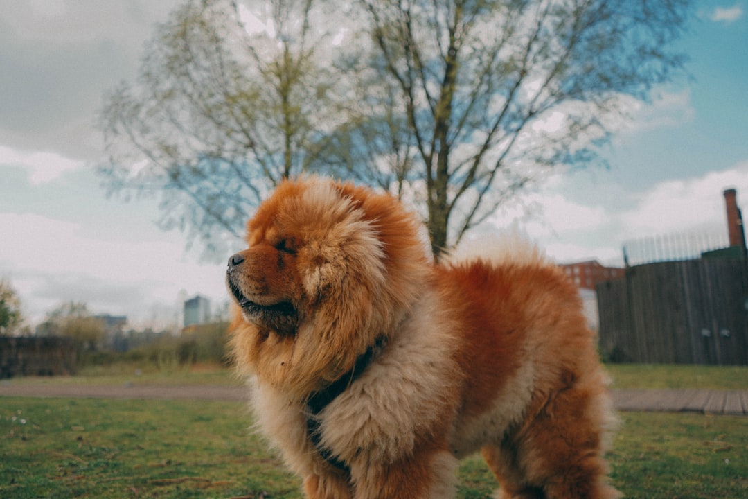 Chow Chow: The Fluffy Philosopher (Image Credits: Unsplash)