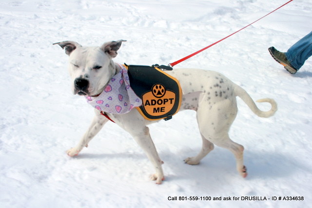 When Size and Circumstances Matter More Than Breed (Image Credits: Flickr)