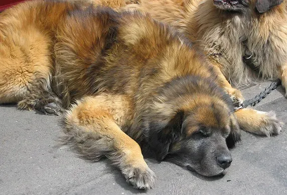Conclusion: Your Dog’s Love Story Might Just Be Facing The Other Way (Own work (Original text: self-made), CC BY-SA 3.0)