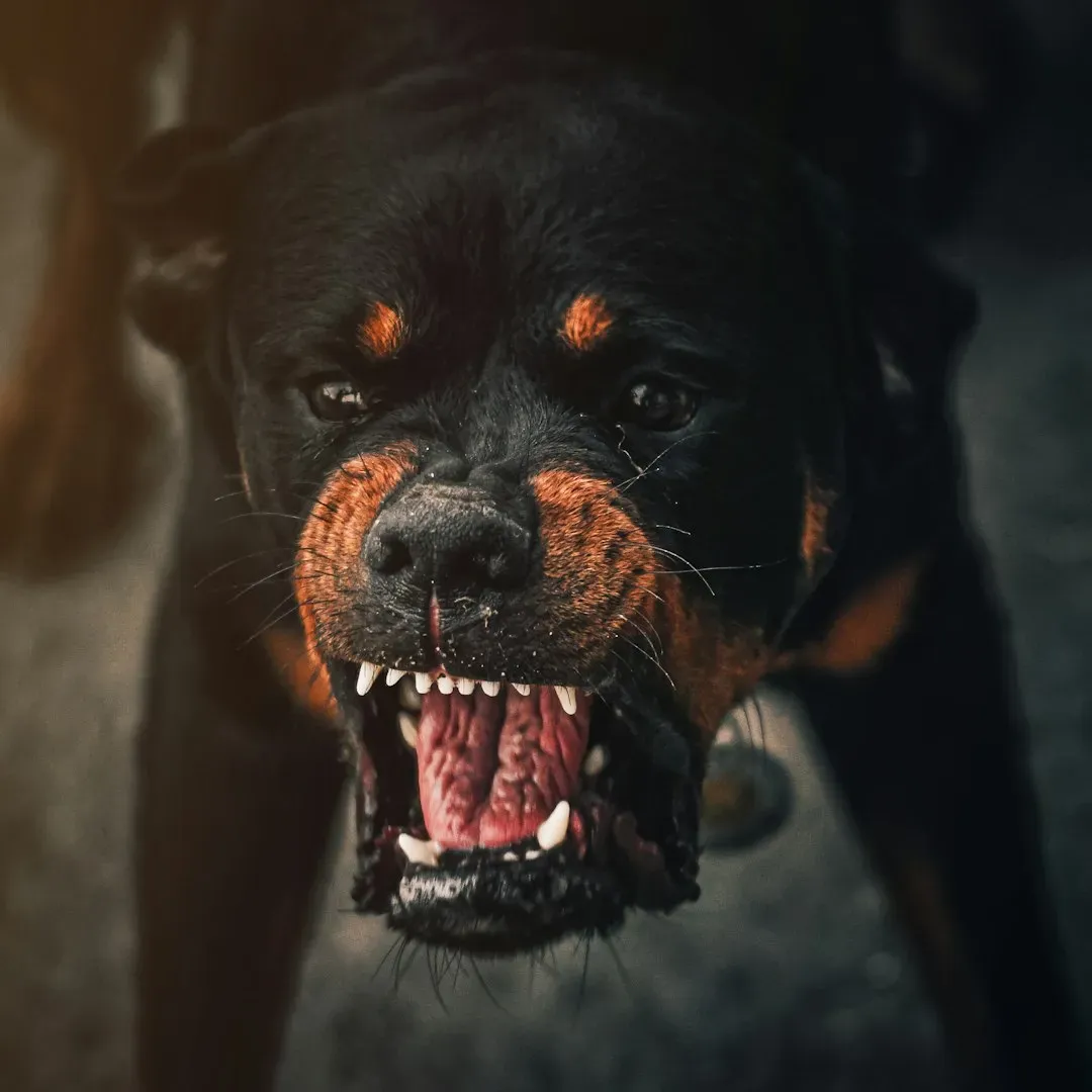 They Bark and Back Away Simultaneously (Image Credits: Unsplash)