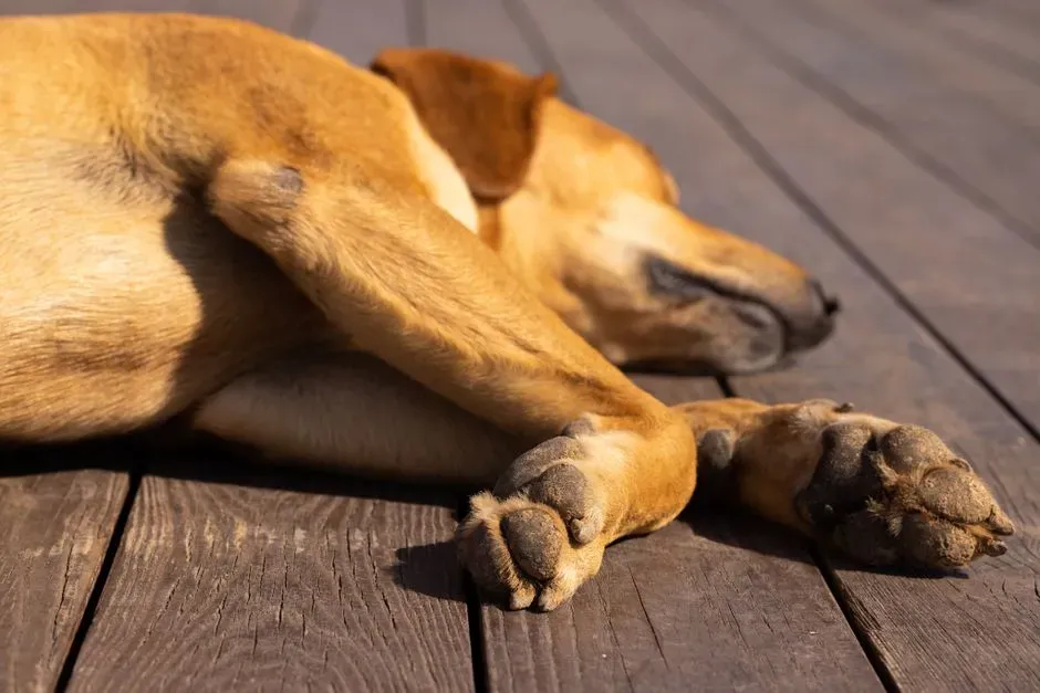 Subtle Paw Twitches (Image Credits: Pexels)