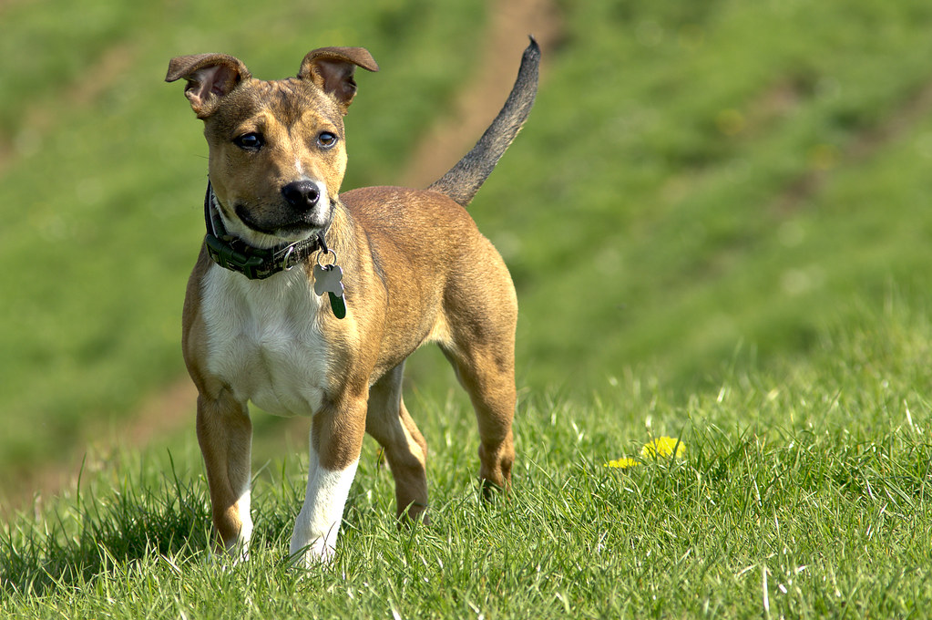 American Staffordshire Terriers - Misunderstood Healers (Image Credits: Flickr)