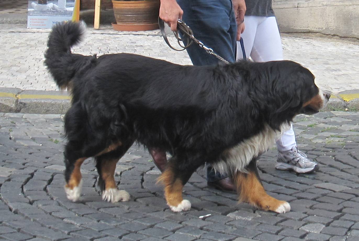 9. Bernese Mountain Dog: The Calm Gentle Giant (Image Credits: Wikimedia)