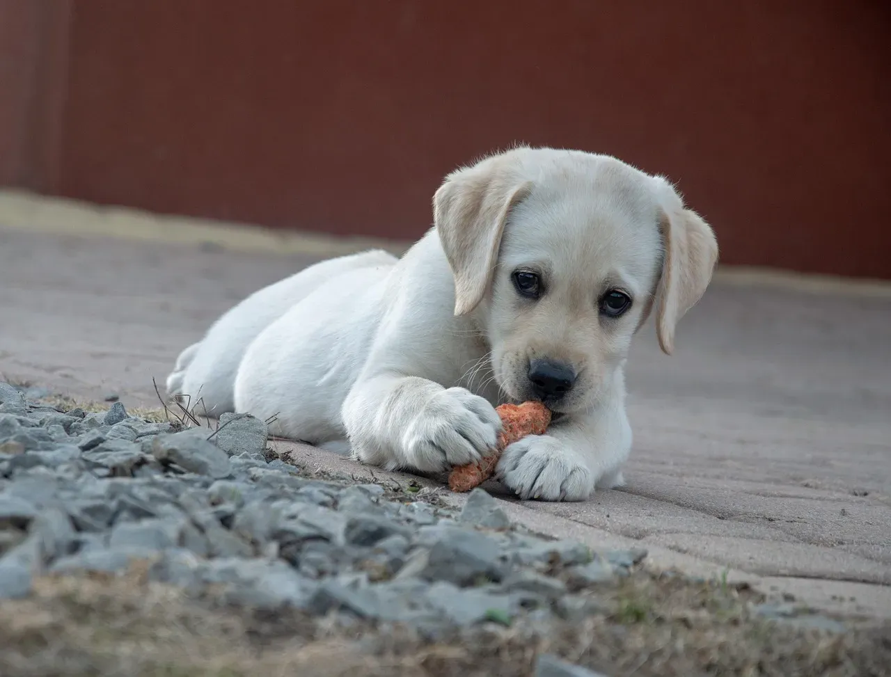Are Carrots Actually Safe for Dogs? (Image Credits: Pixabay)