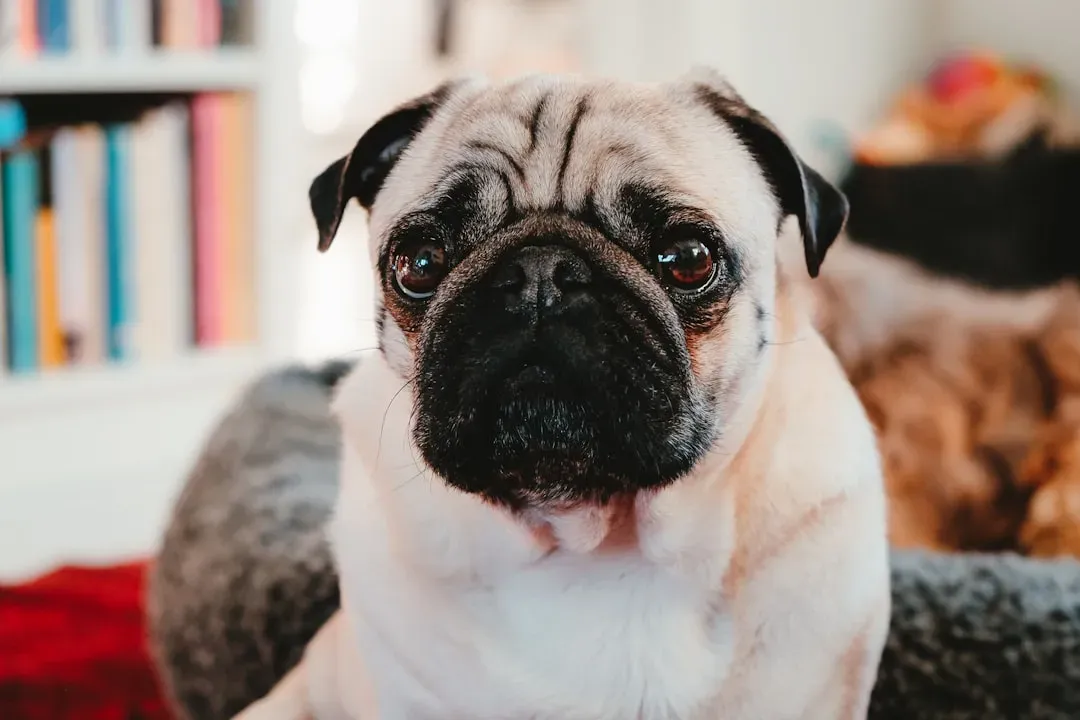 6. Pug: The Comedian With a Wrinkled Face and Zero Shame (Image Credits: Unsplash)