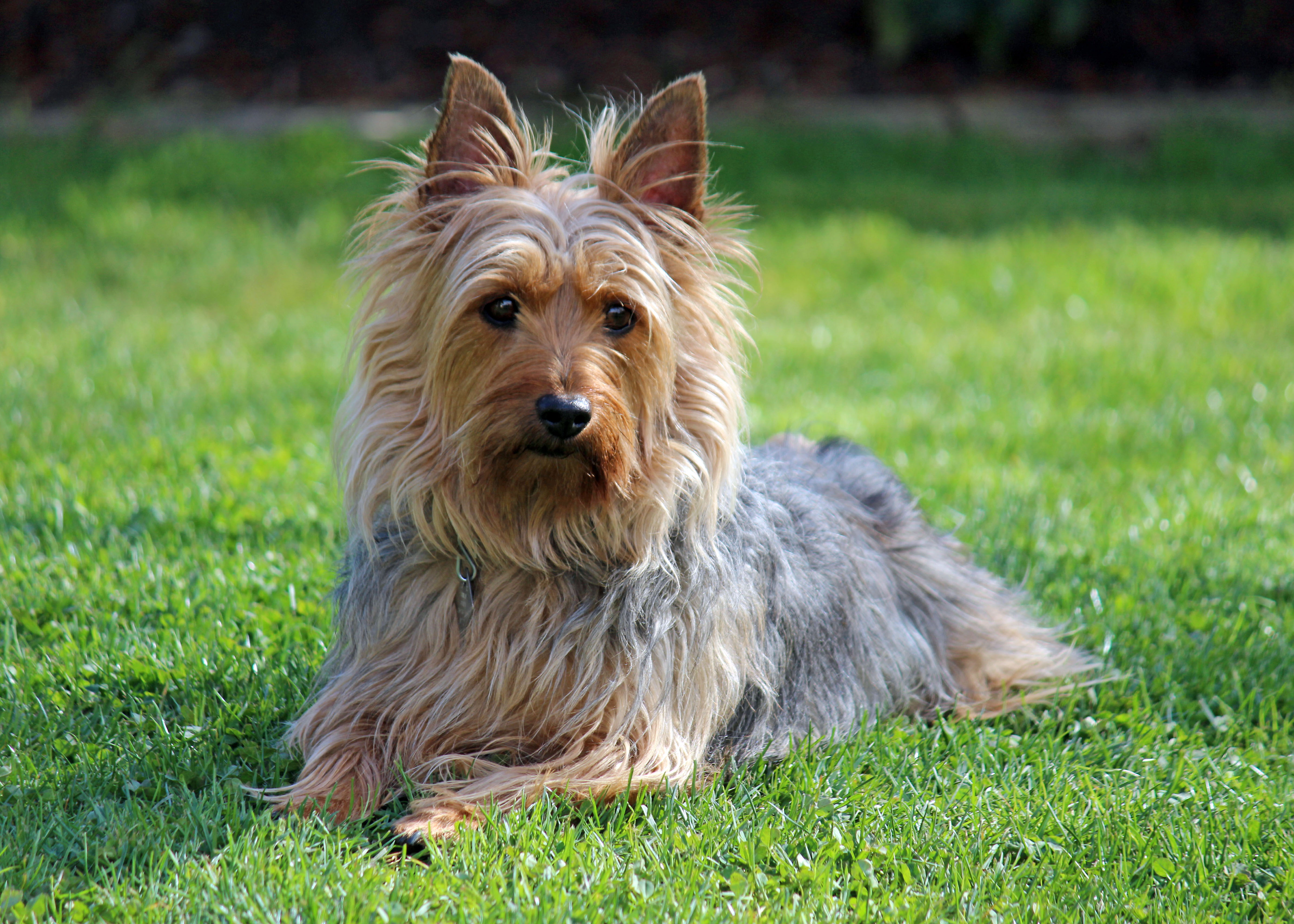 Australian Terriers: Small But Mighty Survivors (Image Credits: Wikimedia)