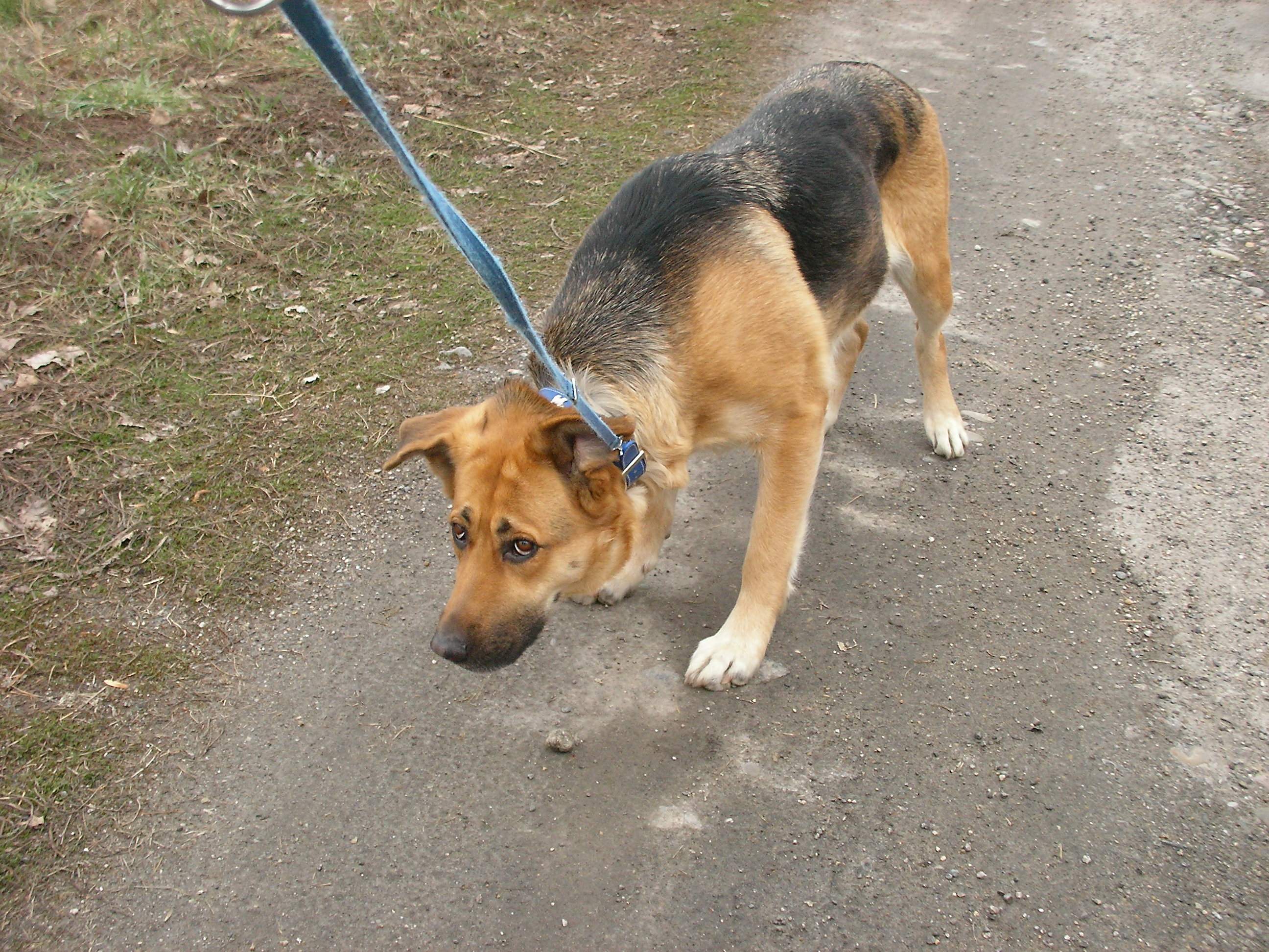 Increased Anxiety and Behavioral Problems (Image Credits: Wikimedia)