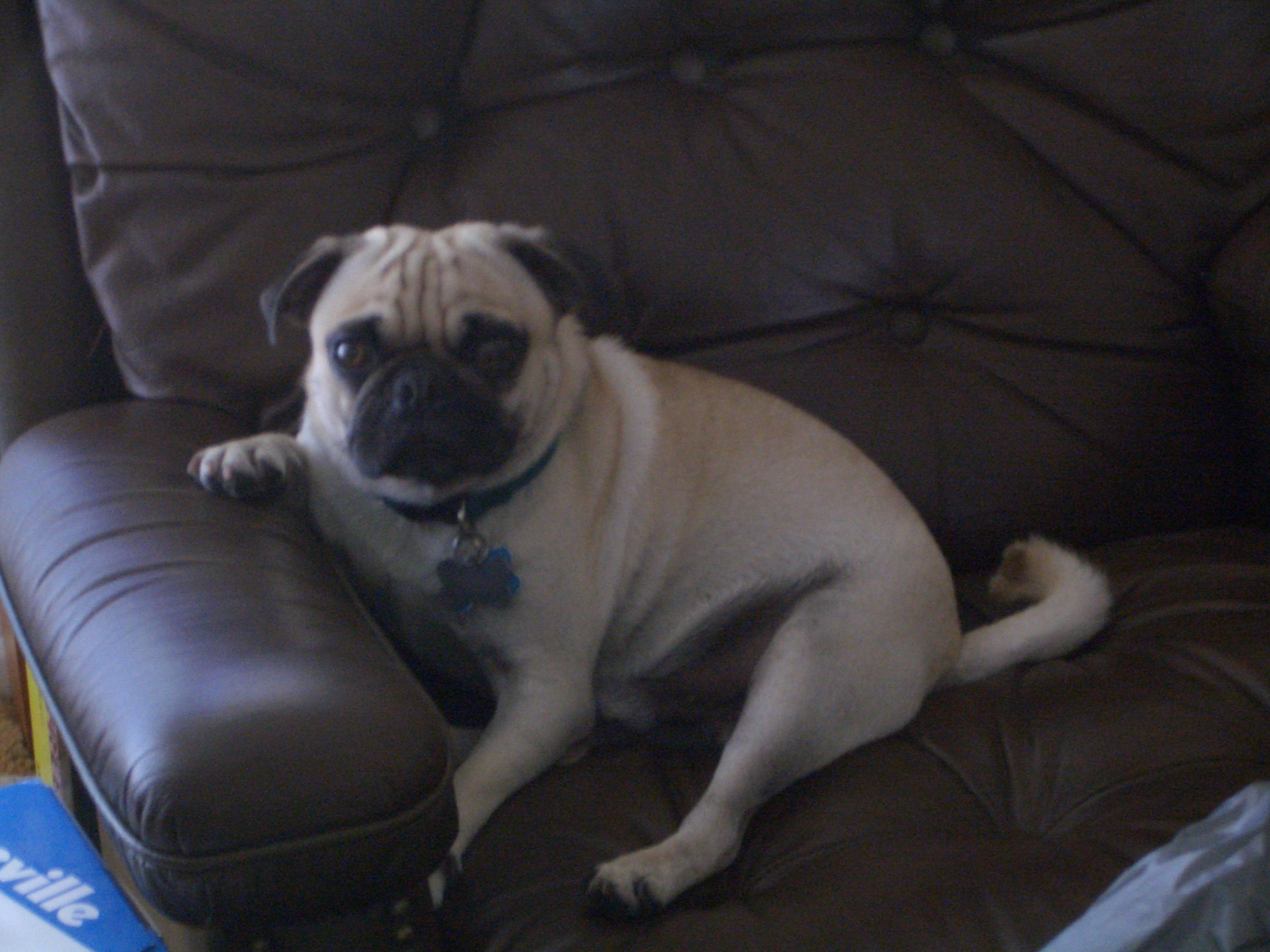 Pug: The Charming Couch Potato (Image Credits: Wikimedia)