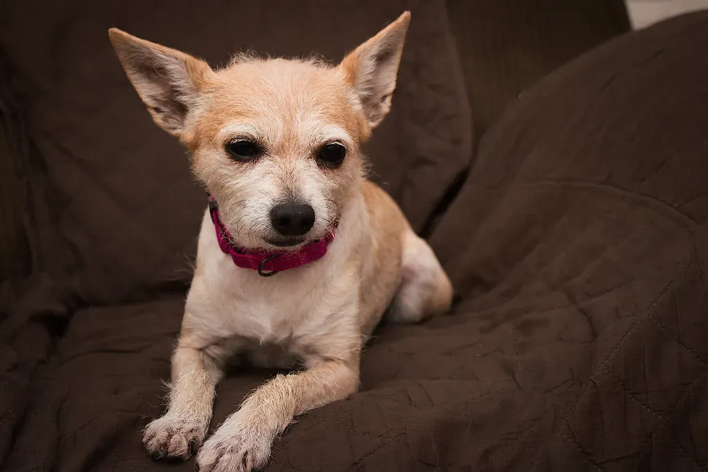 Breeding Built Them This Way (Image Credits: Flickr)