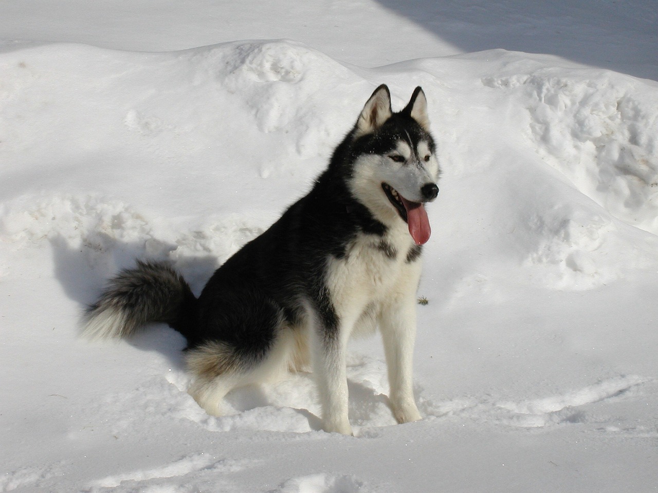 Gemini: The Siberian Husky Partnership (Image Credits: Pixabay)