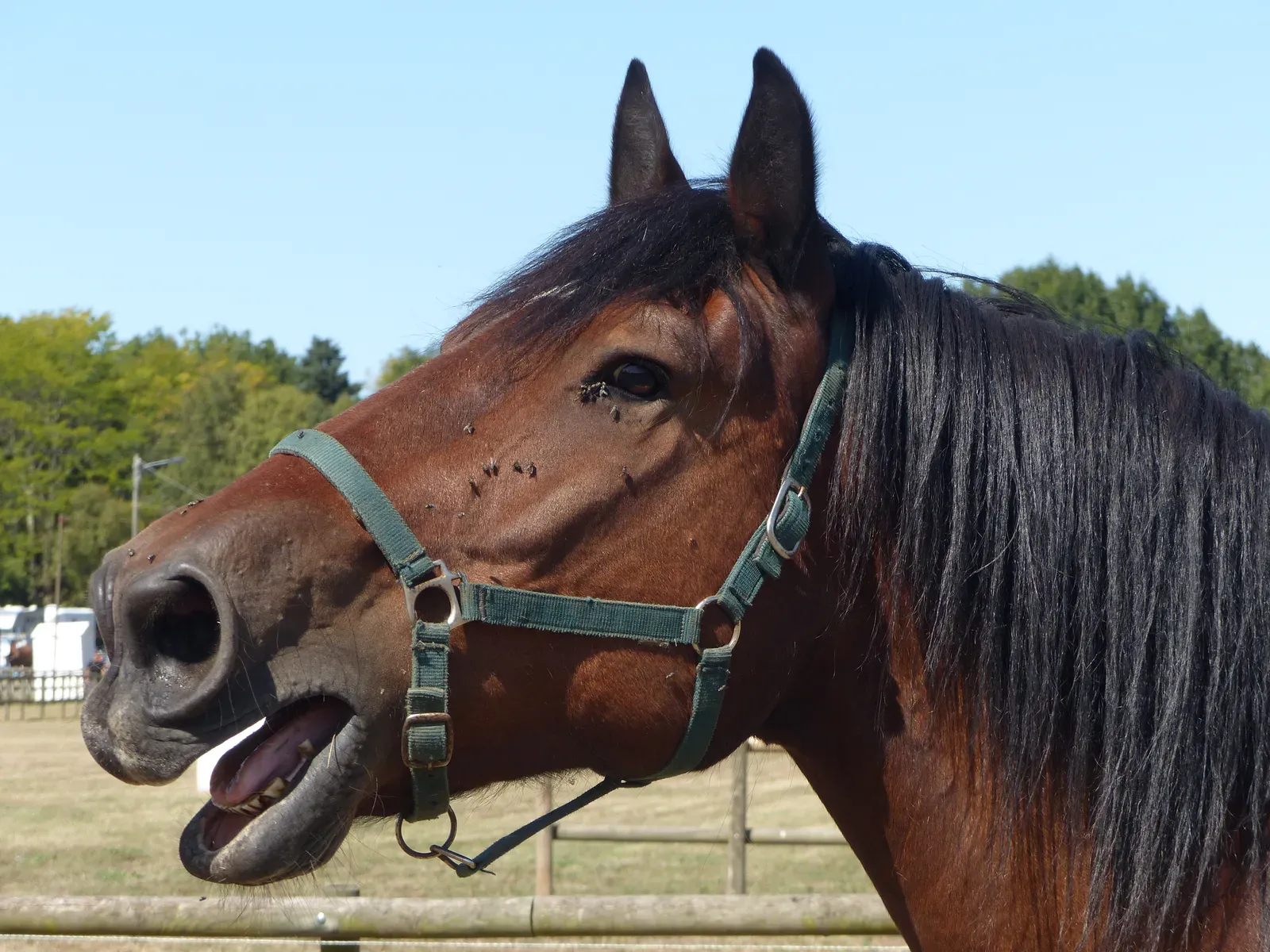 Different Types of Whinnies and What They Mean (Image Credits: Wikimedia)