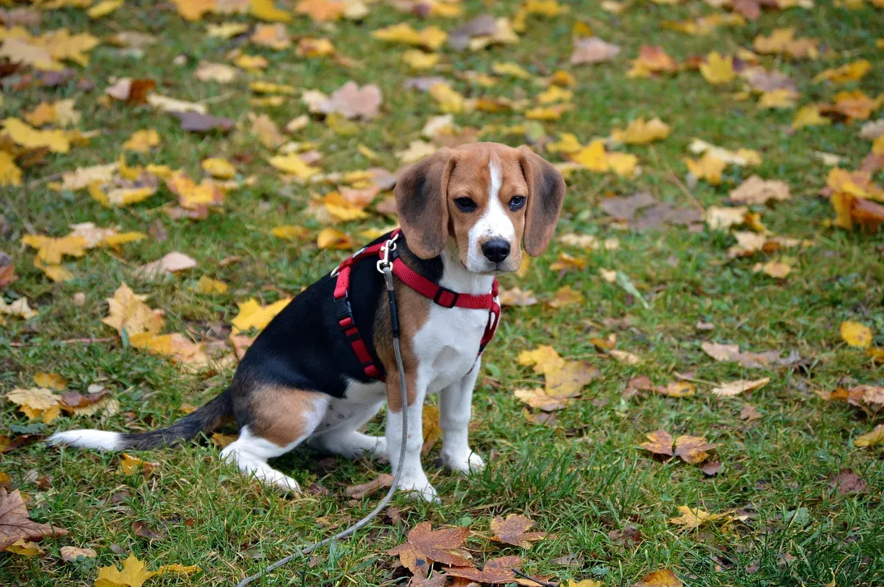 Sign 1: Your Dog Maintains a Healthy Weight (Image Credits: Pixabay)