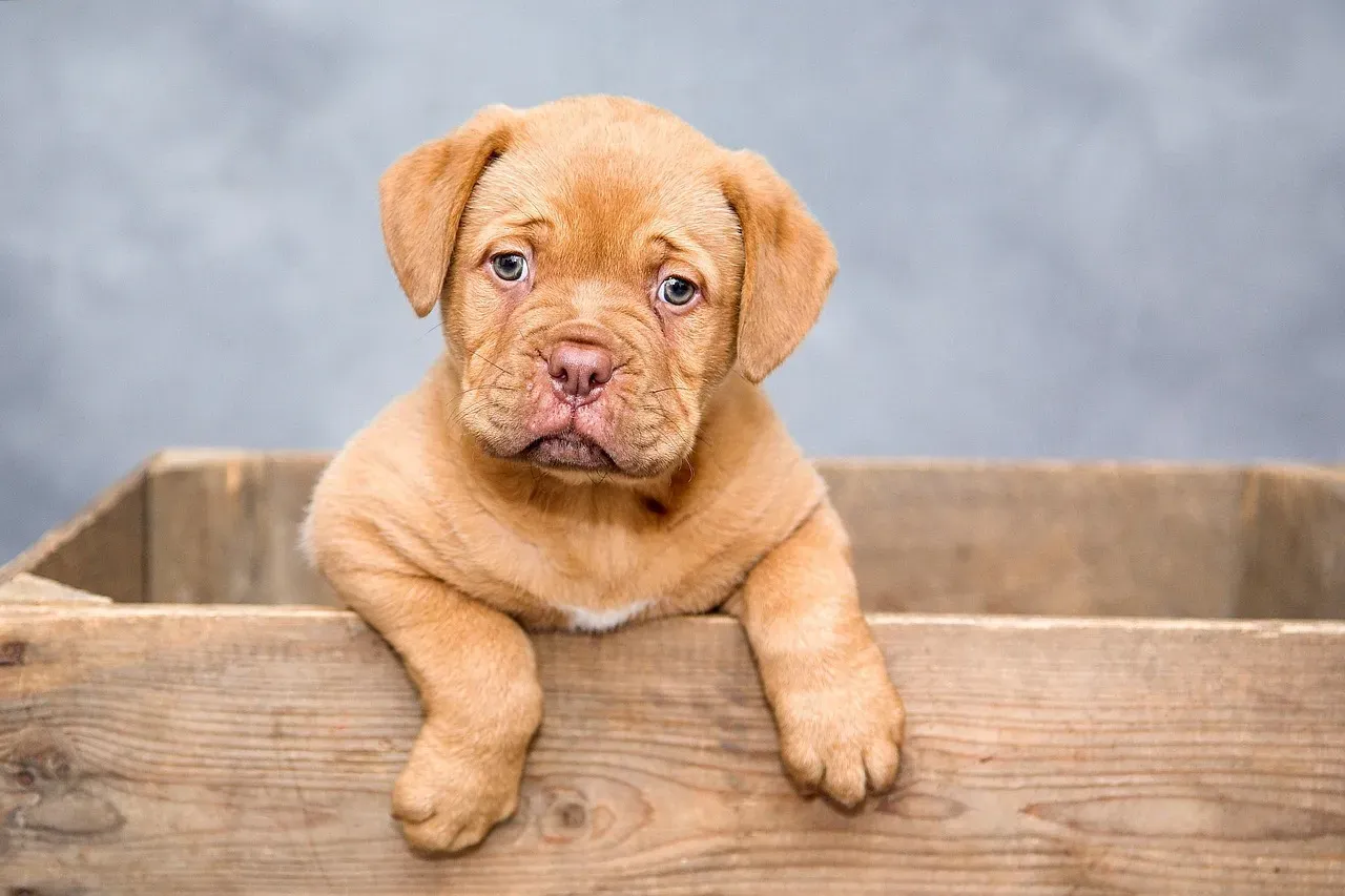Ignoring Them When You Come Home (Image Credits: Pixabay)
