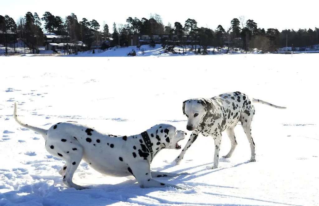 5. Dalmatian: Spotted Perfection (Image Credits: Flickr)