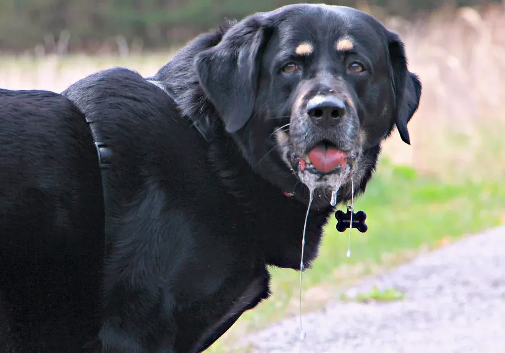 #2: Changes in Eating, Drinking, or Drooling (dallasfloerphotography, Flickr, CC BY 2.0)