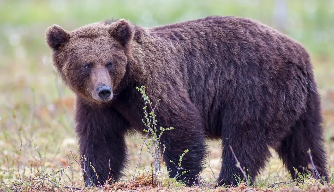 10. They Boosted Grizzly Bear Health and Numbers (Image Credits: Pixabay)