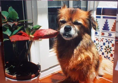Common Human Misreads: “Guilty” Faces, “Stubborn” Dogs, “Aggressive” Growls (By DCR Team, Public domain)