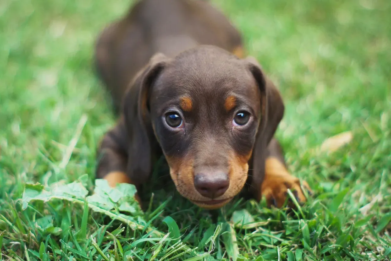 3. Dachshund: Big Attitude in a Small, Hard-to-Housebreak Package (Image Credits: Pixabay)