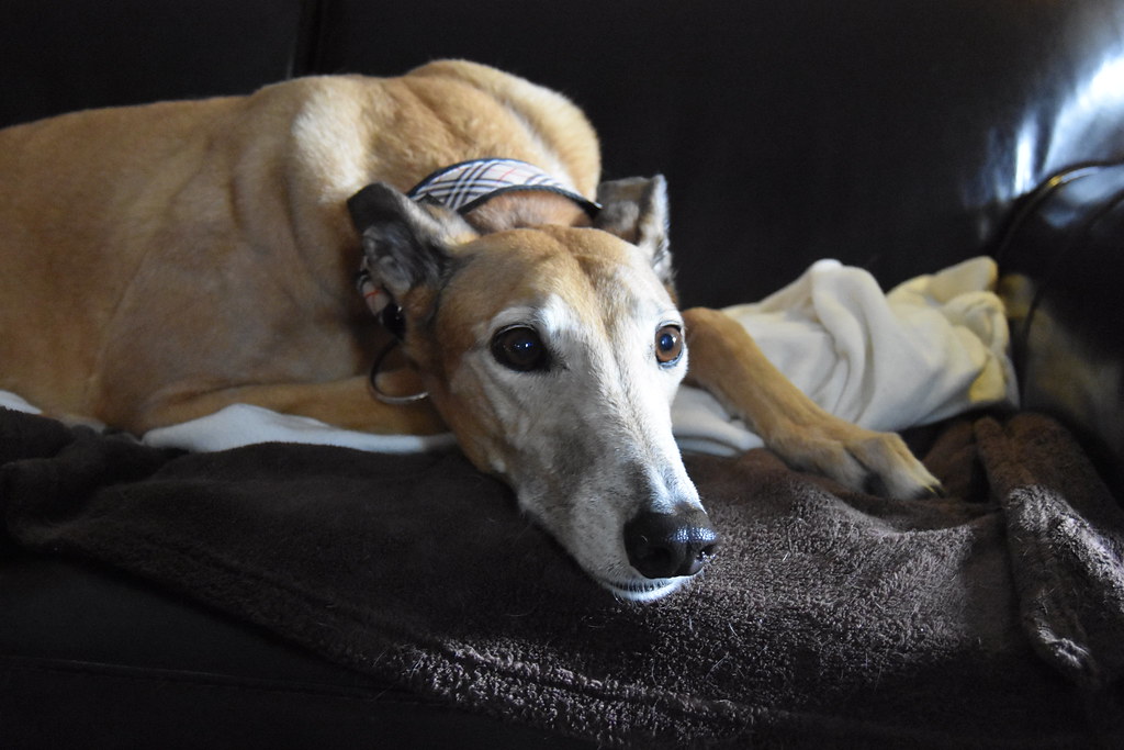 1. Greyhound: The Elegant Couch Potato (Image Credits: Flickr)