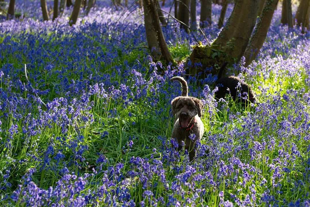 12. Bluebell: The Woodland Walk Hazard (Image Credits: Unsplash)