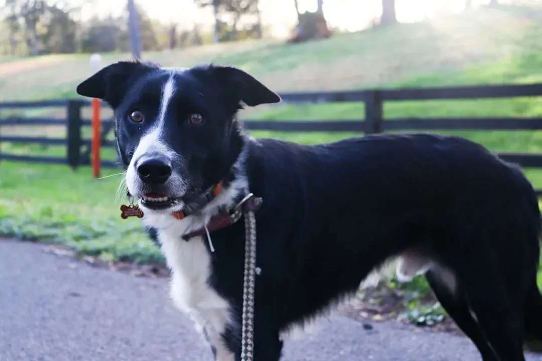 7. Border Collie: Too Smart for Their Own Good (Image Credits: Unsplash)