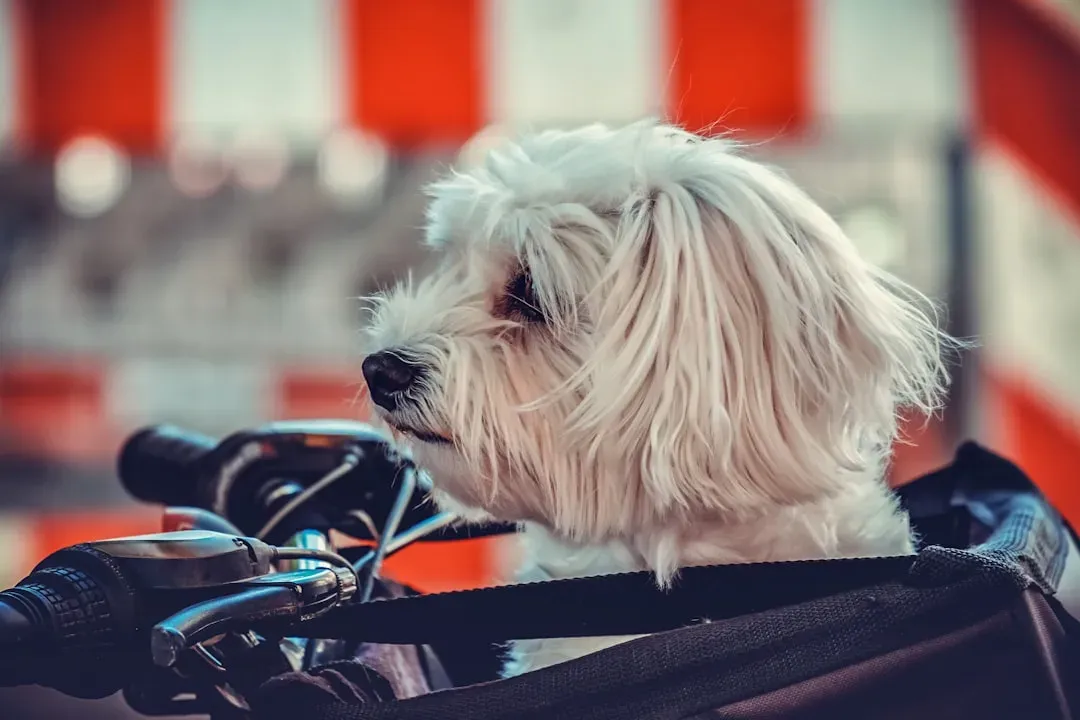 11. Maltese - The Elegant Easy Traveler (Image Credits: Unsplash)