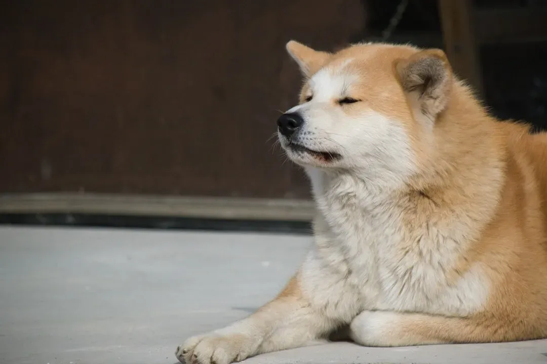 6. Akita: The Dignified One Who Won't Be Rushed (Image Credits: Unsplash)