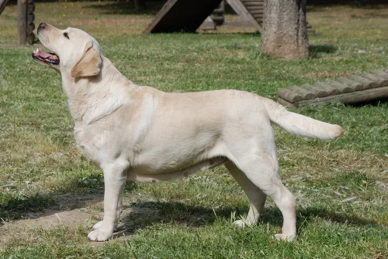 Why Your Labrador Might Not Love Retrieving (Image Credits: Wikimedia)