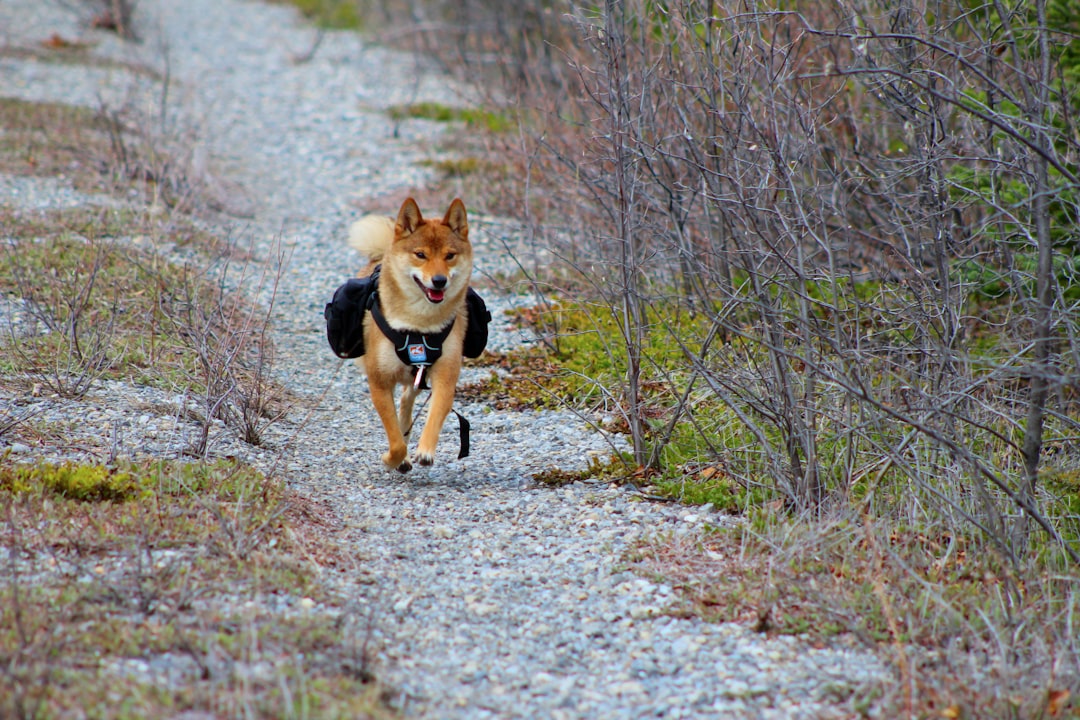 Acadia National Park, Maine - The Ultimate Dog Paradise (Image Credits: Unsplash)