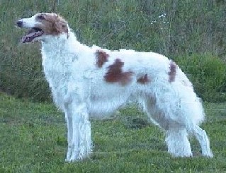 Aquarius: The Borzoi Uniqueness (Image Credits: Wikimedia)