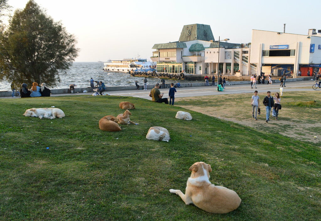 Houston: Big City, Big Heart for Dogs (Image Credits: Flickr)