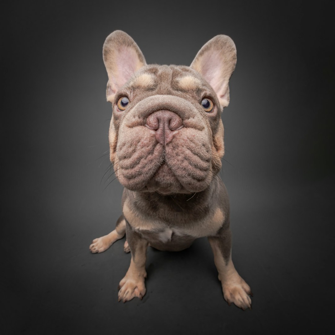 French Bulldog: Lovable but High-Maintenance (Image Credits: Unsplash)