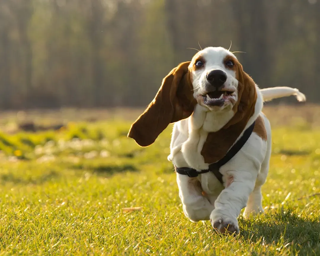 10. Basset Hound: Nose-Led Wanderers (Image Credits: Unsplash)