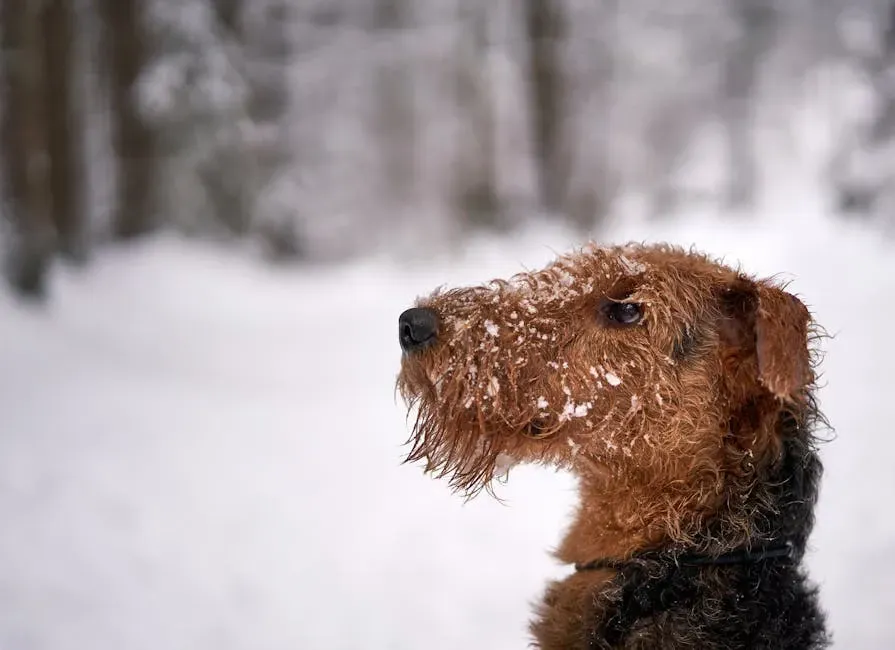 The Airedale Terrier: The King Who Works in Silence (Image Credits: Pexels)