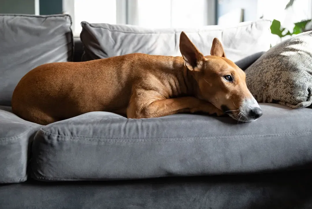 Furniture-Friendly Picks: Calmer Breeds Worth Considering (Image Credits: Unsplash)
