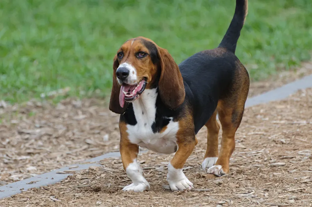 Basset Hound (Image Credits: Wikimedia)