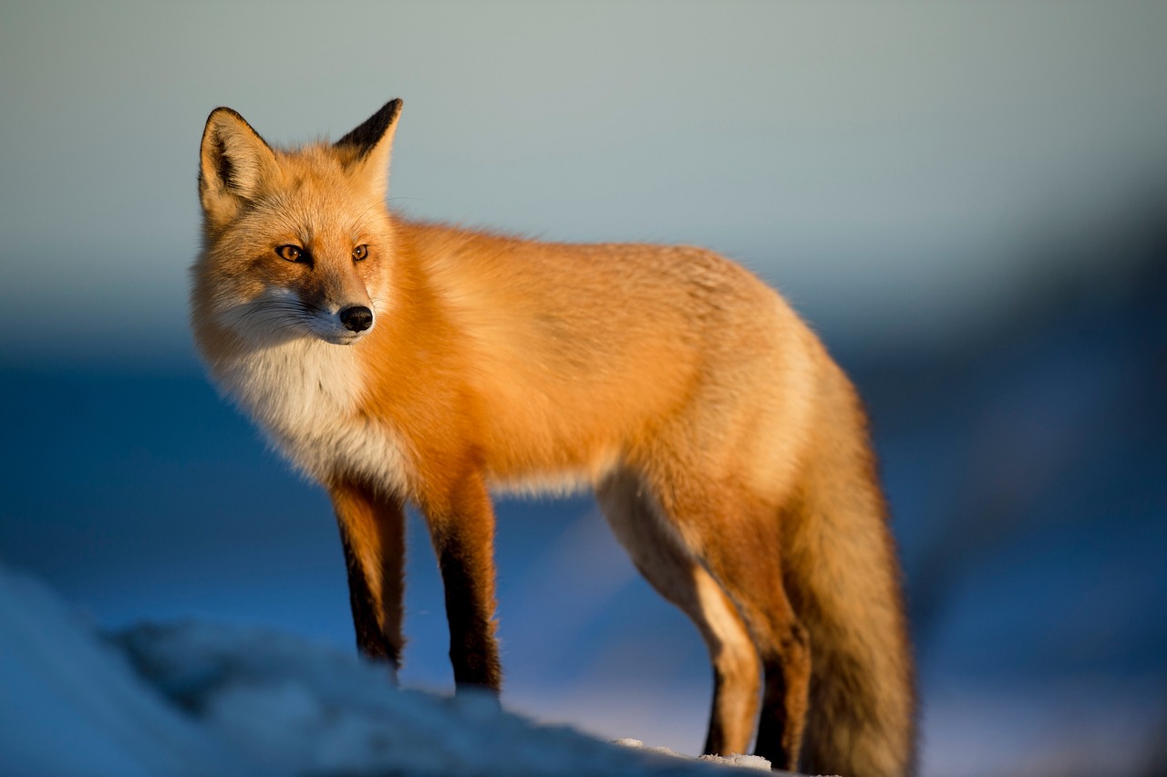 Gemini (May 21 – June 20): The Red Fox (Image Credits: Pixabay)