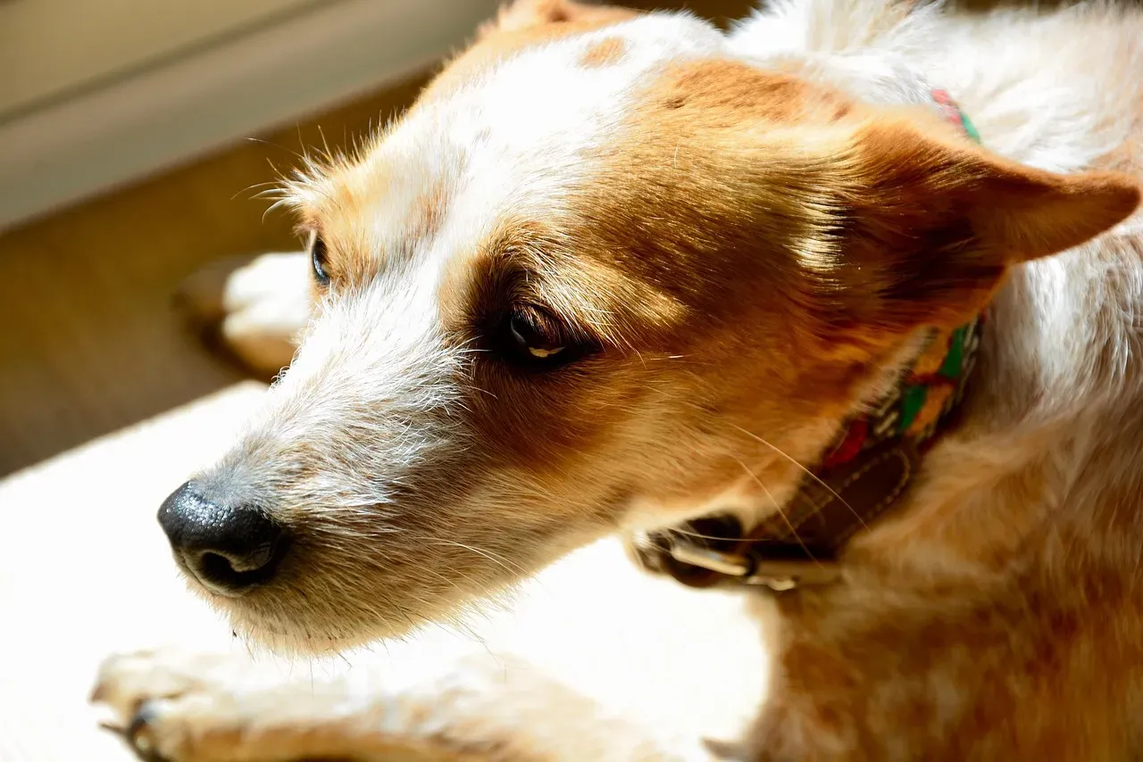 How You Can Help Your Dog Recover From Stress Better (Image Credits: Pixabay)