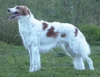 10. Borzoi: Elegant, Graceful, and Absolutely Disinterested (Image Credits: Wikimedia)