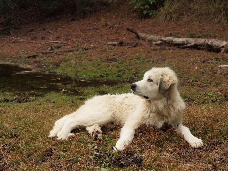 Great Pyrenees: The Majestic Mountain Sentinel (Image Credits: Flickr)