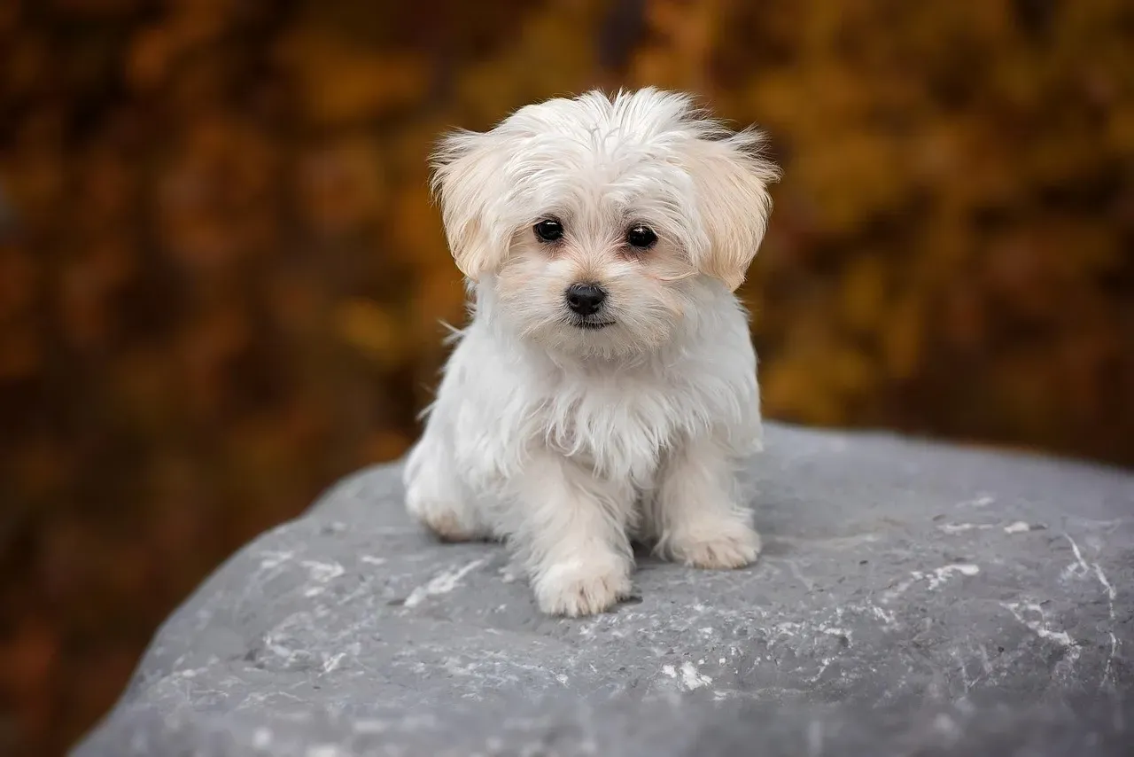 5. Maltese: The Silky White Companion With a Royal Lineage (Image Credits: Pixabay)