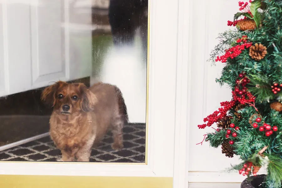 Excited Greetings At The Door (Image Credits: Flickr)