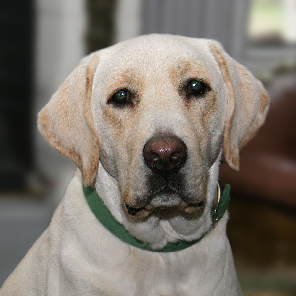 Why Moisture Makes All the Difference for Scent Detection (Image Credits: Flickr)