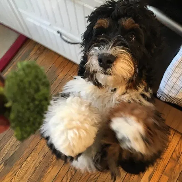 Broccoli: Little Green Trees of Immune Power (Image Credits: Flickr)