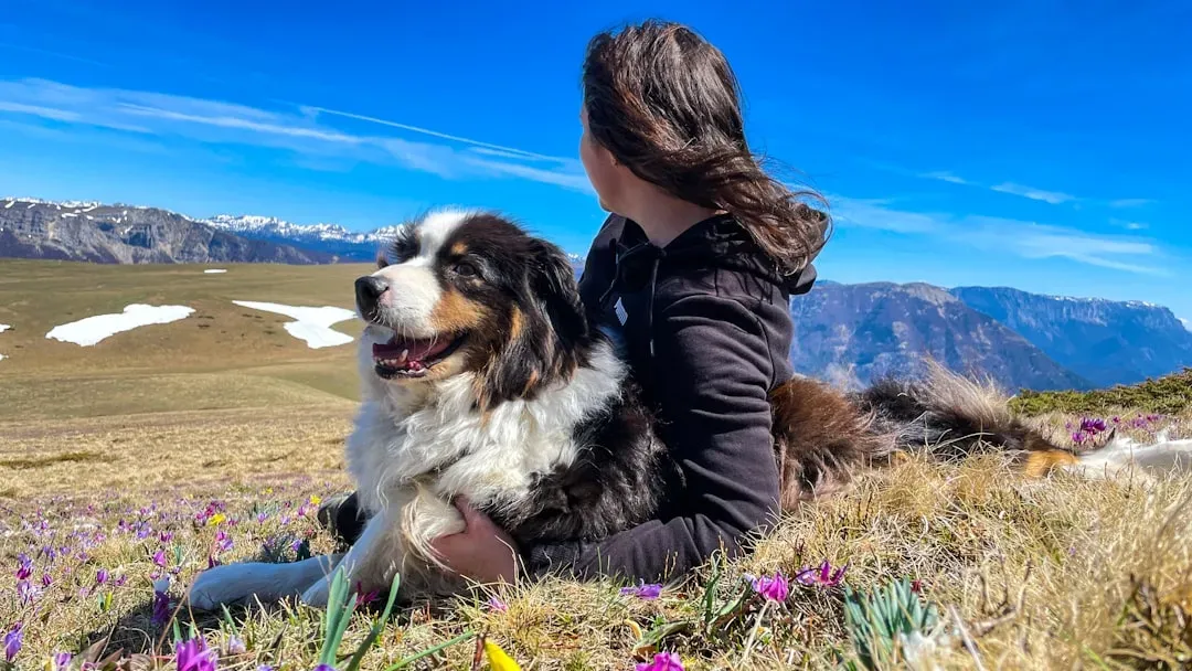 11. Australian Shepherd: The Empath Who Matches Your Energy (Image Credits: Unsplash)