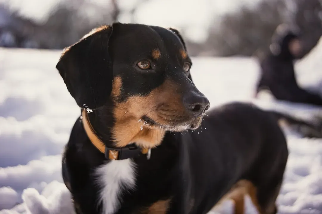 6. Dachshund: Low to the Ground, High Risk in Snow (Image Credits: Unsplash)