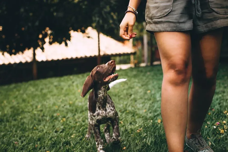 #6 – Puppies Understand Pointing Before They Understand Words (Image Credits: Pexels)