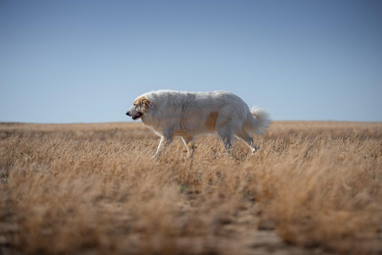 2. Caucasian Shepherd Dog (Image Credits: Pixabay)