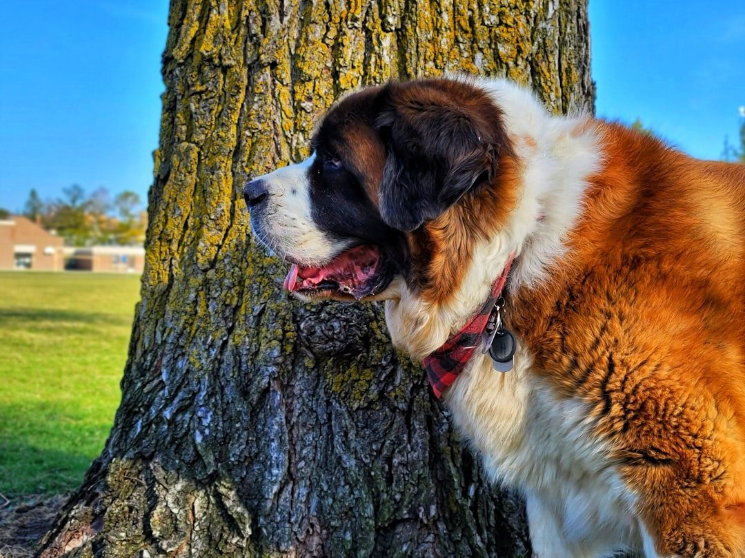 Saint Bernard: The Mountain Rescue Turned Suburban Snuggler (Image Credits: Unsplash)
