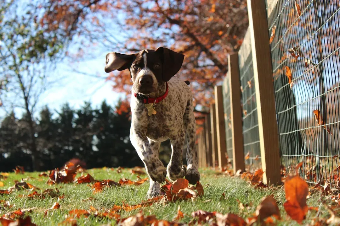 The German Shorthaired Pointer: The Versatile Adventurer (Image Credits: Unsplash)